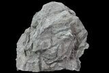 Graptolite Fossil - Rochester Shale, NY #68904-2
